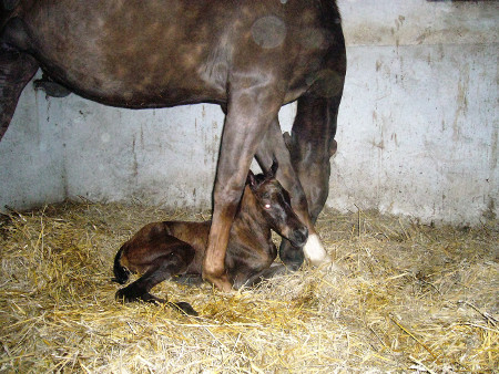 neu geborenes Fohlen