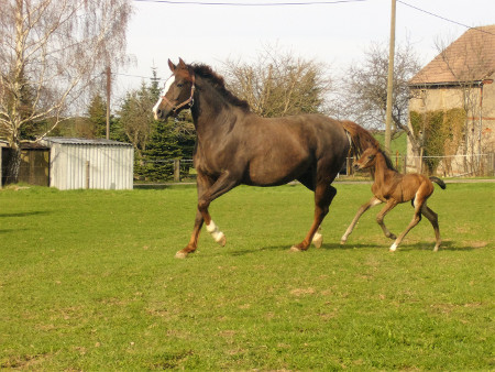 Stute mit Fohlen